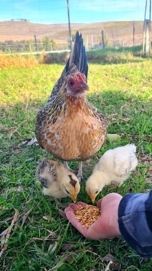 منزل الضيف ستانفورد  في White Water Farm المظهر الخارجي الصورة